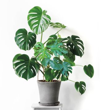 Monstera