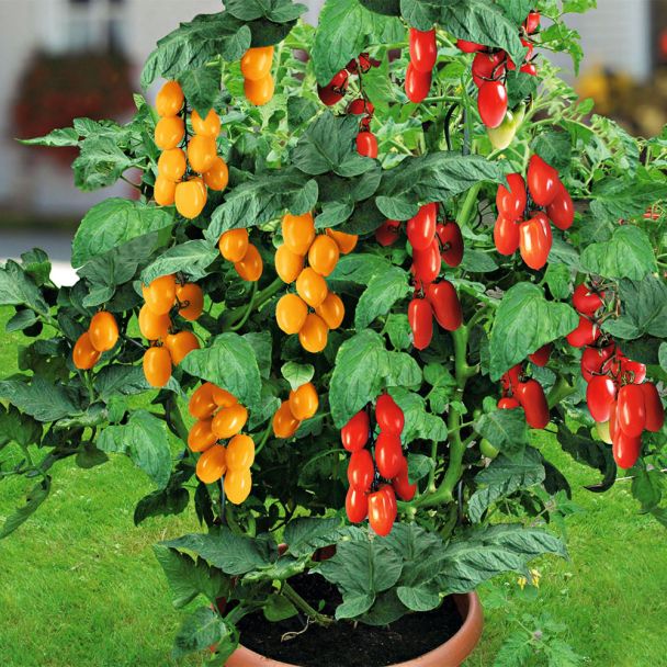 Tomaten-Duo 'Tomatissimo®'