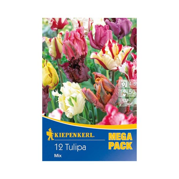 Tulpen 'Papagei Tulpen' - Mischung
