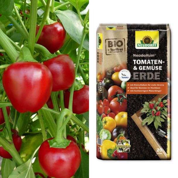 Set-Preis: 2 Füllmich - Mini-Paprika + Erde