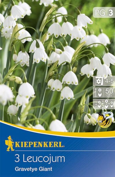 Sommer-Knotenblume`Gravetye Giant`