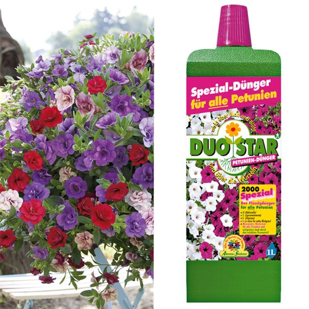 Hängepetunie Sweet Valentine + 1 Liter Dünger (Sparangebot)