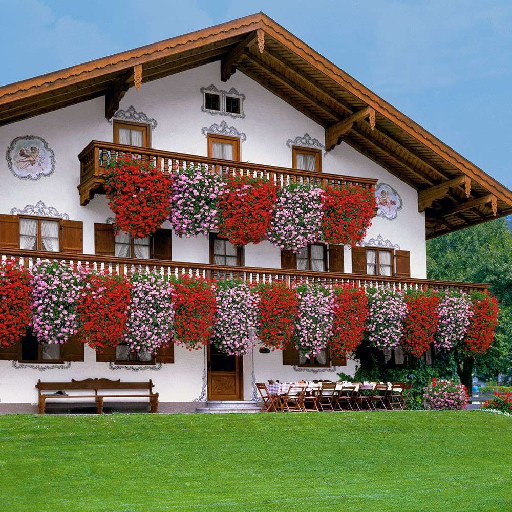 Echte Tiroler HängeGeranien 'Tirolia' Farbduo (3 x Rot und 3 x Pink