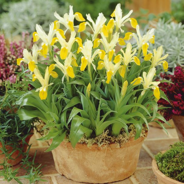 Iris 'Bucharica'
