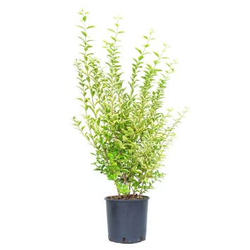 Goldliguster ‘Aureum’ (Busch)