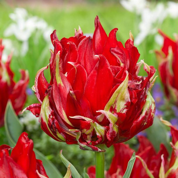 Tulpe Red Spider