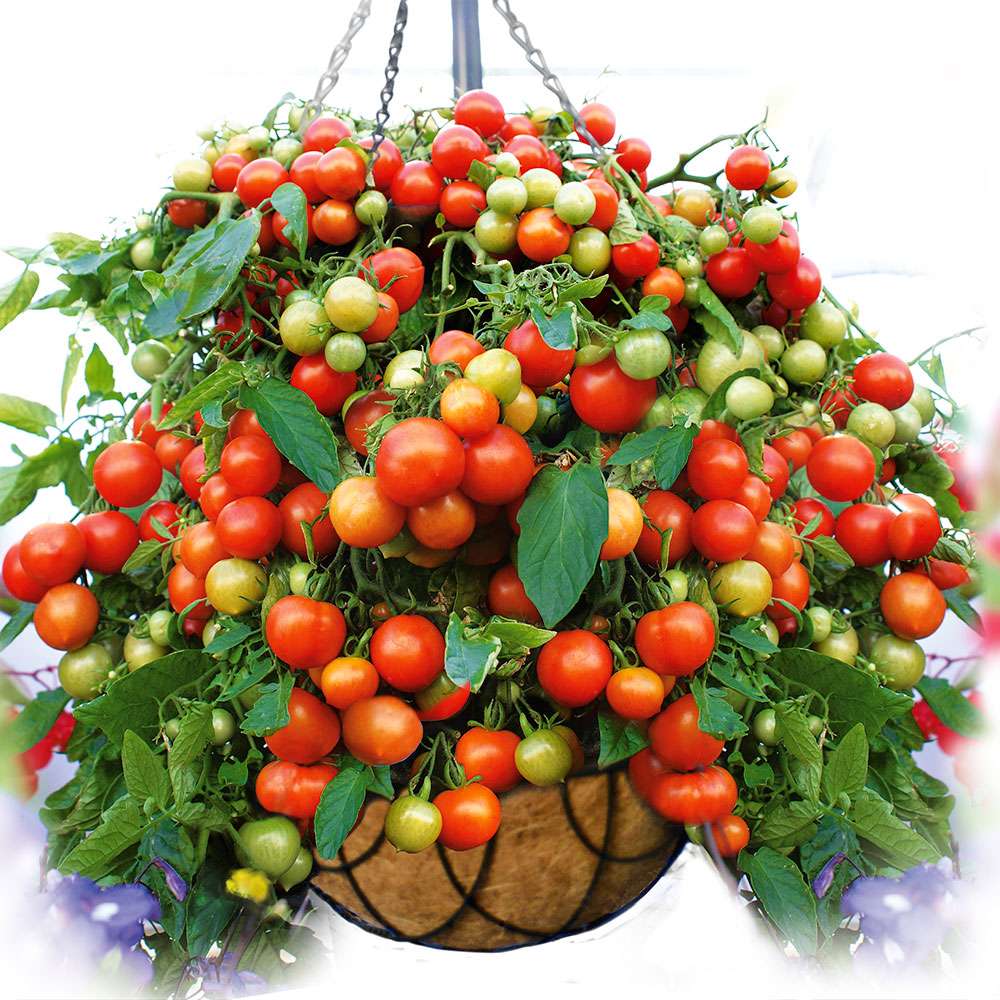 HängeTomate 'Balkonia' Tomaten Gemüsepflanzen Gemüse Ahrens
