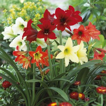 Amaryllis Mischung Sonatini