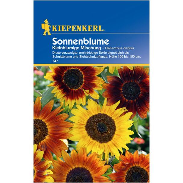 Sonnenblume 'Kleinblumige Mischung'