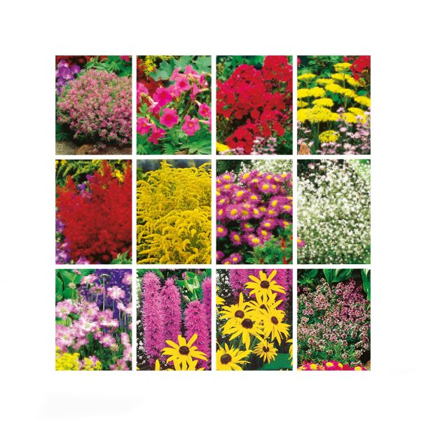Sparset: 12 Pracht-Stauden (Staudenpaket A+B)