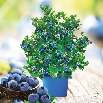 Sparangebot: Topf-Heidelbeere Joly Berry® 'Big Blue Wonder' mit Topf 'Cylindro'