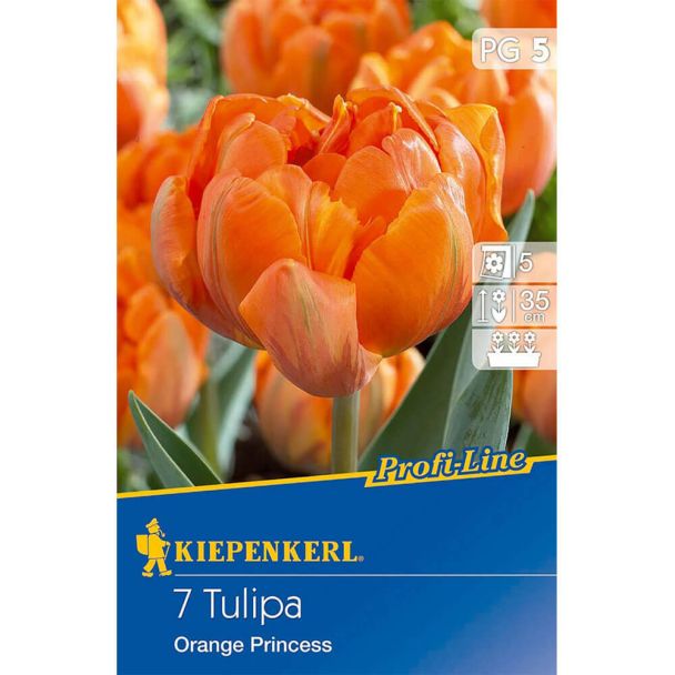 Gefüllte späte Tulpe `Orange Princess` - Blumenzwiebel
