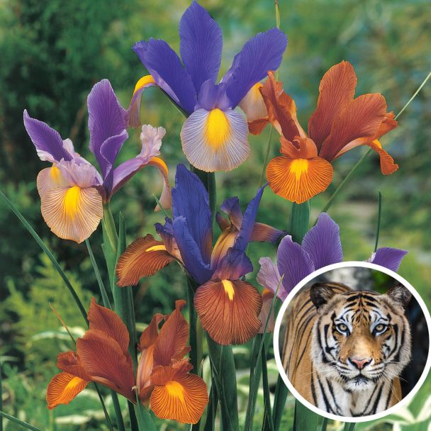 Iris Tigermix