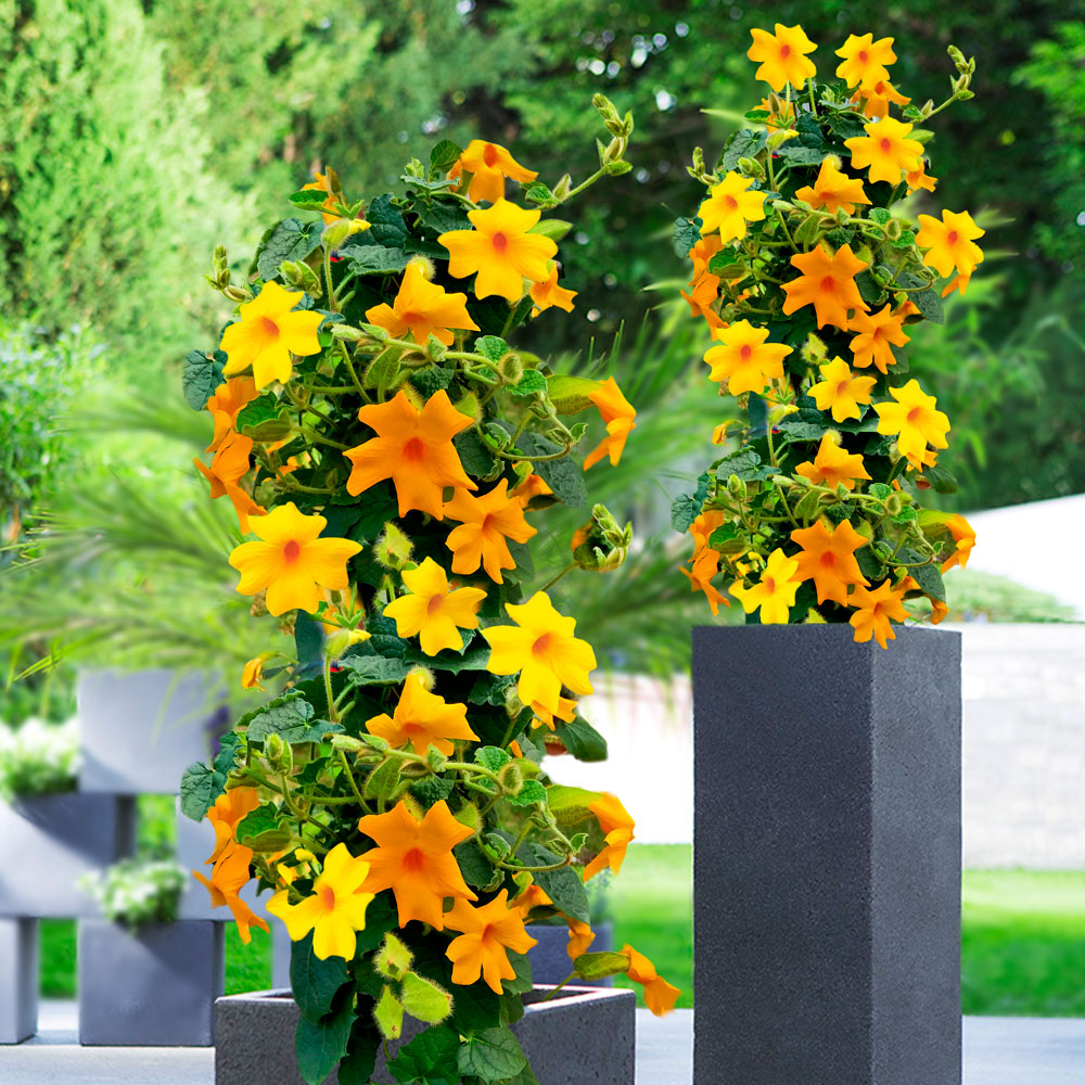 SonnenscheinDuo Thunbergia Kübelpflanzen Balkon & Sommerblumen