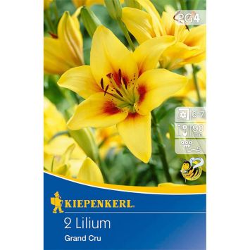 Lilien 'Grand Cru'