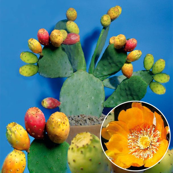 Feigen-Kaktus 'Ibiza'