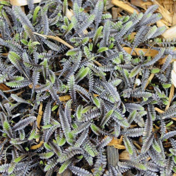 Fiederpolster 'Platt's Black'