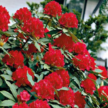 Rhododendron Kardinalrot