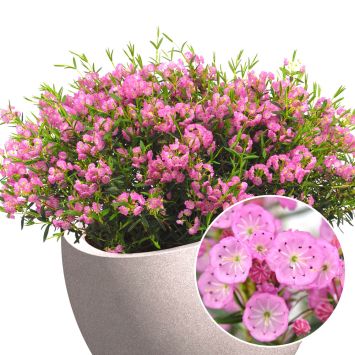 Lorbeerrose 'Bella Rosa'