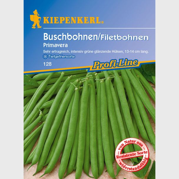 Buschbohnen / Filetbohnen 'Primavera'