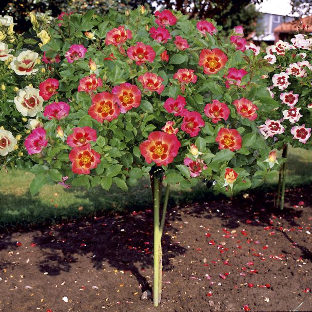 Hochstamm-Rose Babylon Eyes® 'Sunshine'