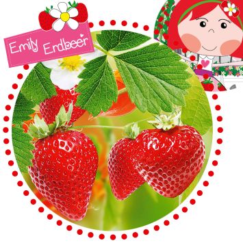 Balkon-Erdbeere 'Emily Ampel' by Emily Erdbeer