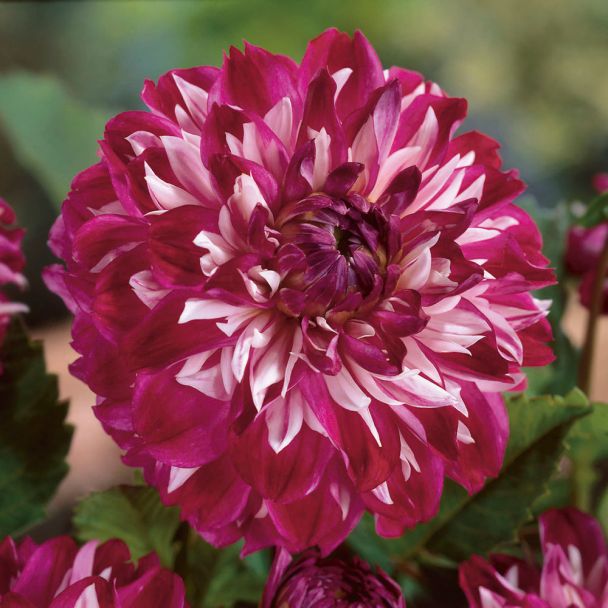 Dahlia Optic Illusion