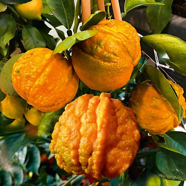 Arangino - Die Aroma Orange