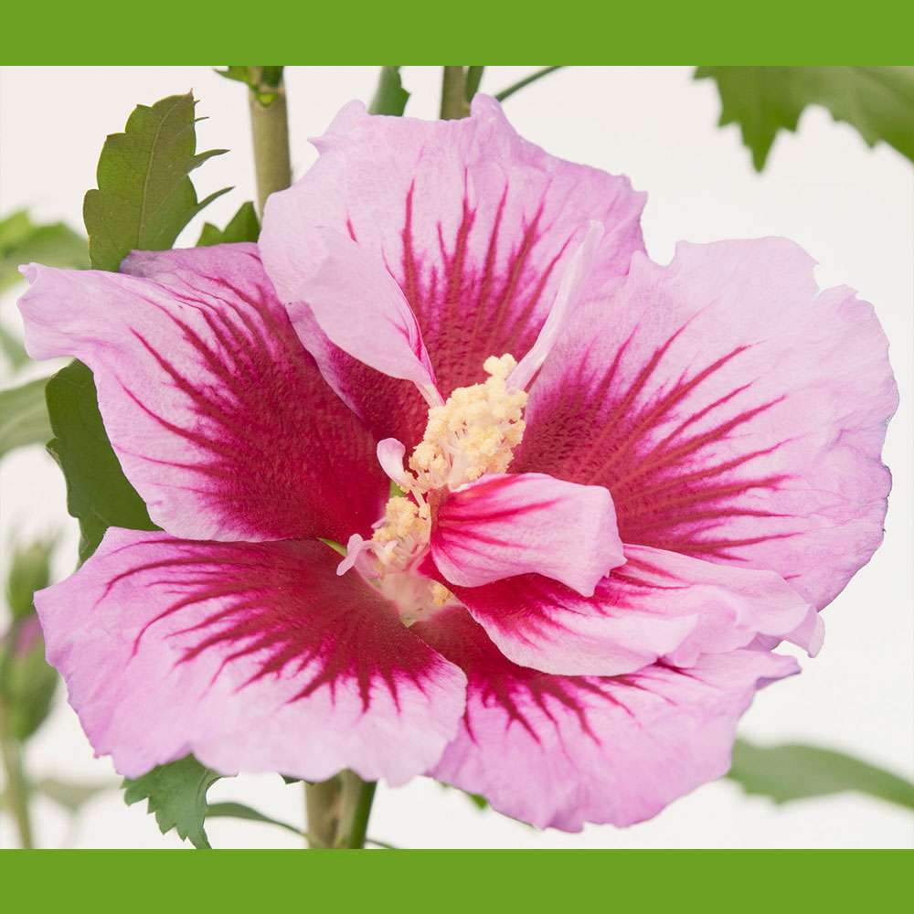 SäulenHibiskus 'Purple Pillar®' Hibisken Blüh & Ziergehölze