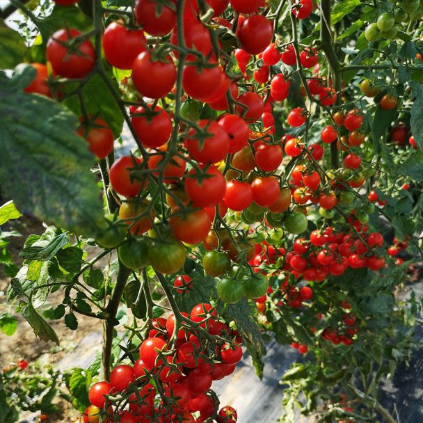 Perlino F1 - Mini Cocktail Tomate