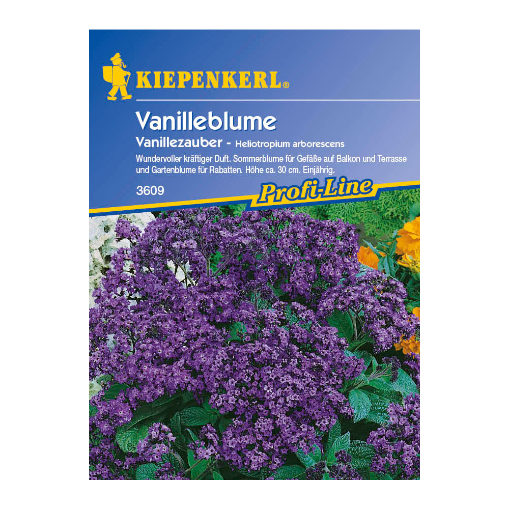 Vanilleblume 'Vanillezauber' Einjährige Sommerblumen Blumensamen