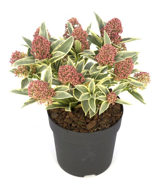 Skimmia japonica 'Magic Marlot®'
