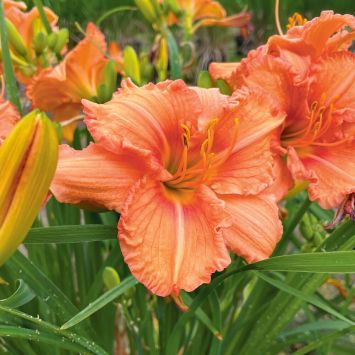 Taglilie Orange