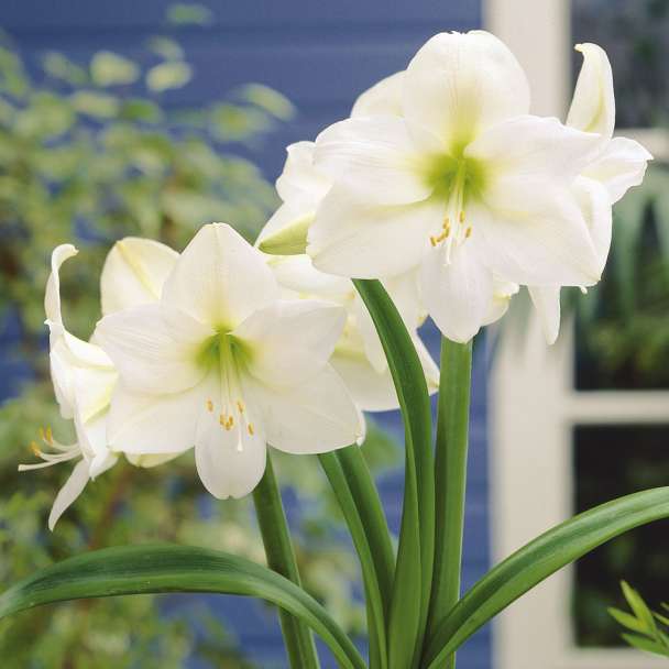 Amaryllis 'Mont Blanc'