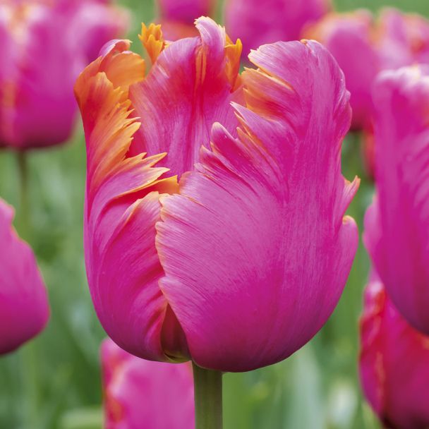 Tulpen Amazing Parrot