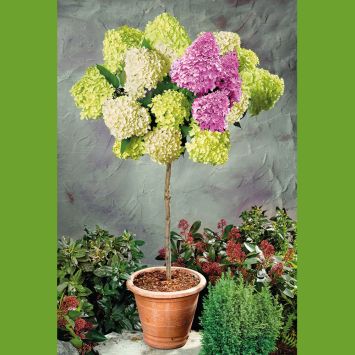 Riesen-Blüten-Hortensien-Stamm 'Limelight'