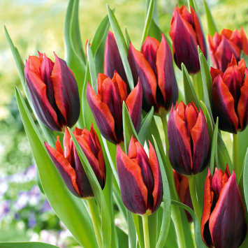 Tulpe Triumph Slawa