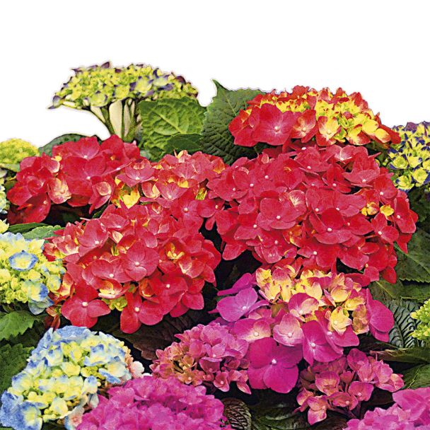 Hortensie 'Red Reggae®'