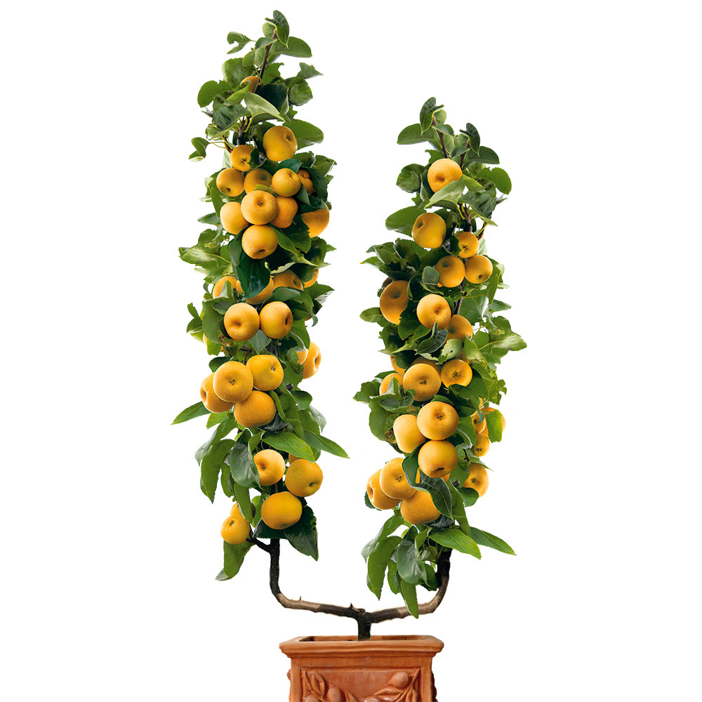 UFormChampagnerBirnenApfel Prosecco UFormObstgehölze Äpfel