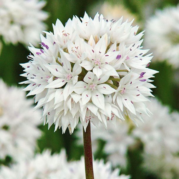 Zierlauch 'Graceful'