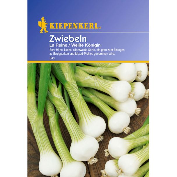Zwiebeln 'La Reine / Weiße Königin'