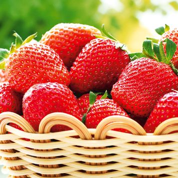 Erdbeere 'Lambada®', Frühsorte als Setzlinge