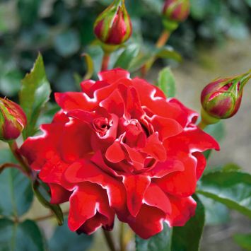 Ruffles Rose Red Lady