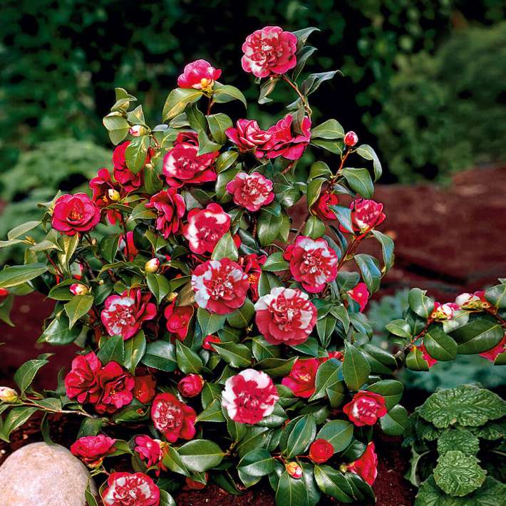 Winterharte, gefüllte Freiland Kamelie 'General Coletti' Kamelien