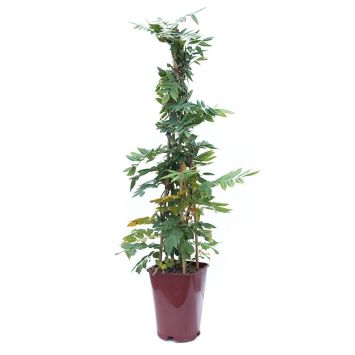 Blauregen Mix