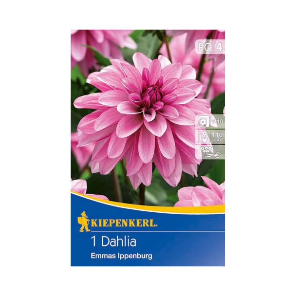 Dahlie 'Emmas Ippenburg' rosa