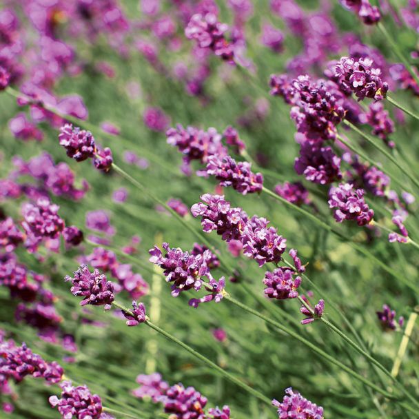 Lavendel 'Rosea', rosa
