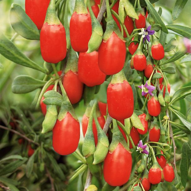 Goji 'SweetLifeberry®'