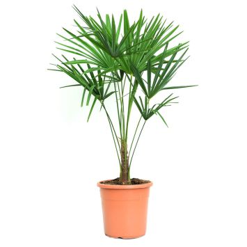Chinesische Hanfpalme