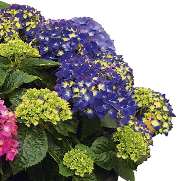 Hortensie 'Deep Purple Dance®'